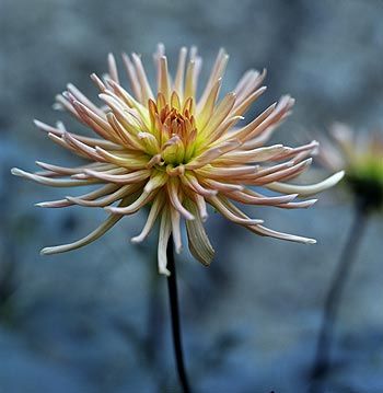 Dahlia cactus rose orange - Fleurs de jardin - © Norbert Pousseur