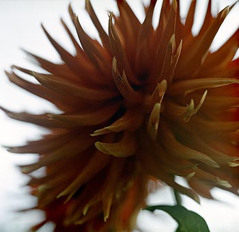 Dahlia cactus orange - Fleurs de jardin - © Norbert Pousseur