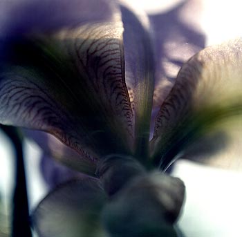 Iris bigarré -  Fleurs de jardin - © Norbert Pousseur
