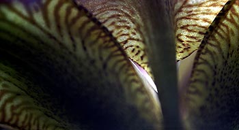 Pétale d'iris bigarré -  Fleurs de jardin - © Norbert Pousseur