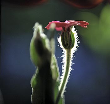 Fleur rouge carmin à feuilles argentée velues - Fleurs de jardin - © Norbert Pousseur