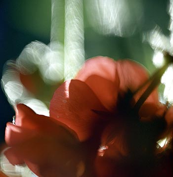 Fleur de géranium - Fleurs de jardin - © Norbert Pousseur