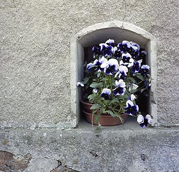 Pensées en façade - Fleurs de jardin - © Norbert Pousseur