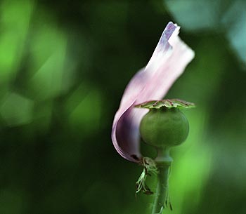 Dernier pétale de pavot d'orient - Fleurs de jardin - © Norbert Pousseur