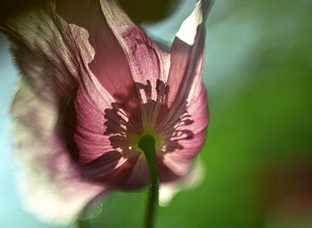 Pavot d'orient par transparence - papaver orientale - Fleurs de jardin - © Norbert Pousseur