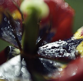 Coeur noir de tulipe rouge - © Norbert Pousseur