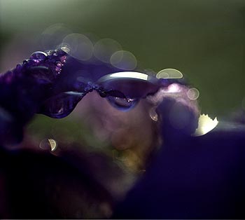 Gouttes d'eau sur iris bleu -  Fleurs de jardin - © Norbert Pousseur