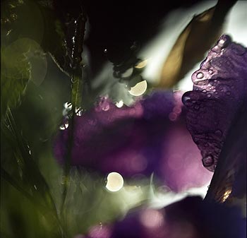 Iris après la pluie -  Fleurs de jardin - © Norbert Pousseur