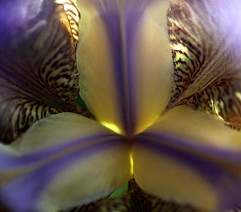 Coeur d'iris bigarré -  Fleurs de jardin - © Norbert Pousseur