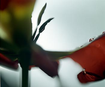 Etamines de tulipe rouge - © Norbert Pousseur