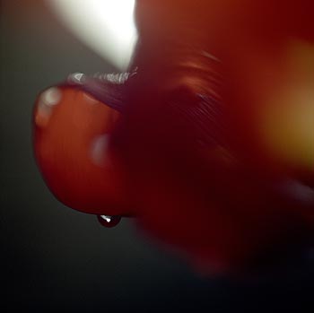 Cachée sous un pétale rouge - © Norbert Pousseur