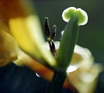 Pistil et étamines de tulipe - © Norbert Pousseur