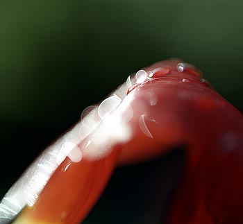 Pétale courbé de tulipe - © Norbert Pousseur