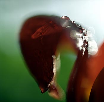 Gouttes d'eau sur tulipe rouge - © Norbert Pousseur