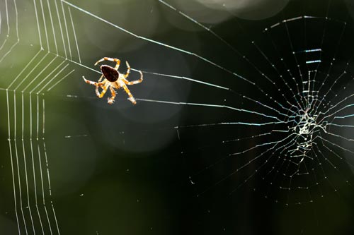 Araña sobre su telaraña - © Norbert Pousseur