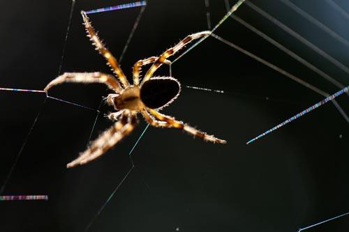 Araña que coloca su hilo - © Norbert Pousseur