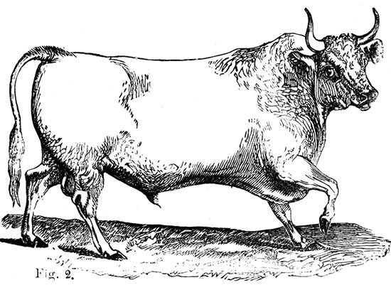 Toro de Chillingham - reproducción © Norbert Pousseur