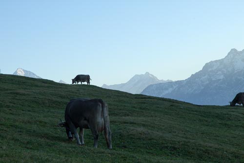 Vacas y montañas de Uri - © Norbert Pousseur