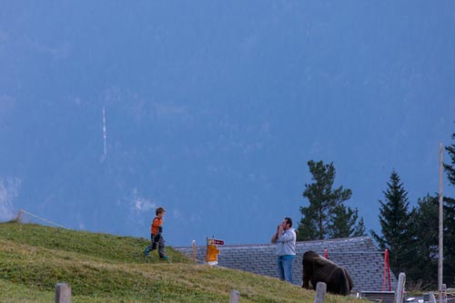 Granjero que llama sus vacas - © Norbert Pousseur