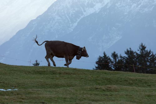 Vaca que corre hacia su establo - © Norbert Pousseur