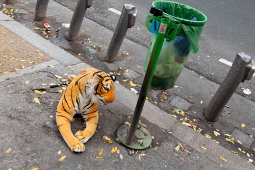 León y cubo de basura - © Norbert Pousseur