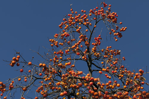 Árbol lleno de caquis - © Norbert Pousseur