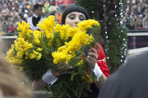 Un ramo de mimosa - © Norbert Pousseur