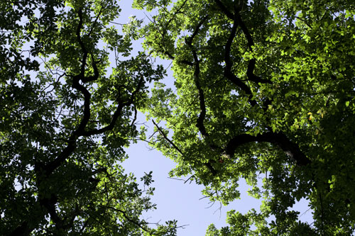 Cubierto vegetal del castaño - © Norbert Pousseur