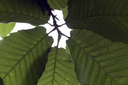Ramo de hojas de castaño - © Norbert Pousseur