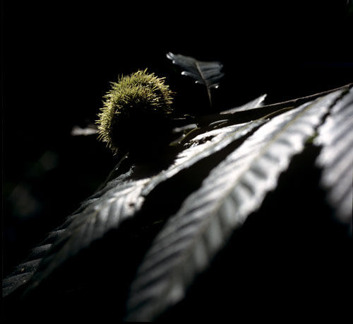 Erizo de castaña sobre el árbol - © Norbert Pousseur