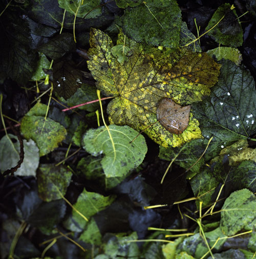 Arriate de hojas de otoño - © Norbert Pousseur