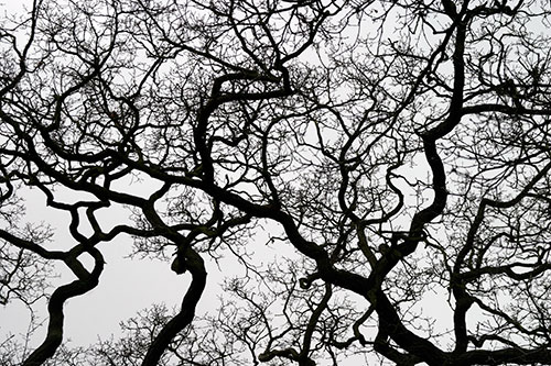 Negras rasguños en el cielo - © Norbert Pousseur