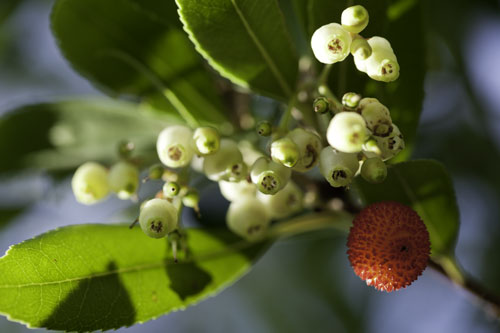 Madroño y flores de madroño - © Norbert Pousseur