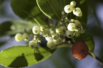 Arbouse et fleurs d'arbousier - © Norbert Pousseur