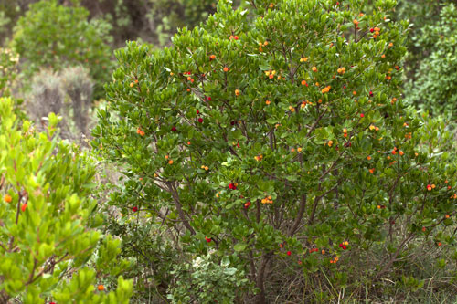 Madroño en frutas - © Norbert Pousseur