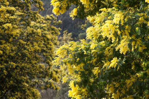 Árboles de mimosa - © Norbert Pousseur