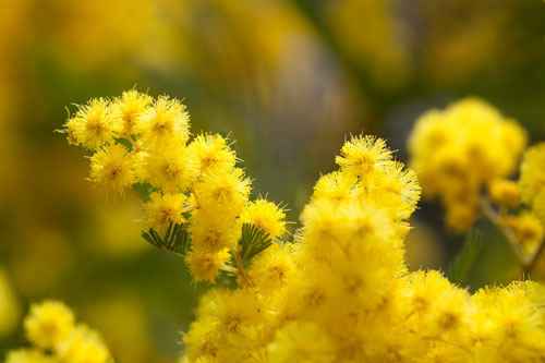 Rama de mimosa - © Norbert Pousseur