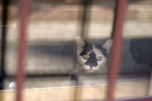 Gato en escaparate - © Norbert Pousseur