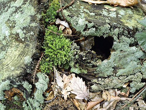 Musgo sobre cepa de árbol - © Norbert Pousseur