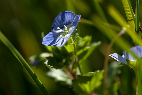 Flor de verónica en  corte - © Norbert Pousseur