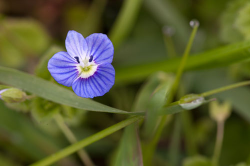 Primer plano de la flor verónica - © Norbert Pousseur