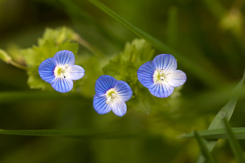 Tres flores de verónica  - © Norbert Pousseur
