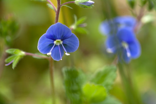 Flor de verónica persica - © Norbert Pousseur