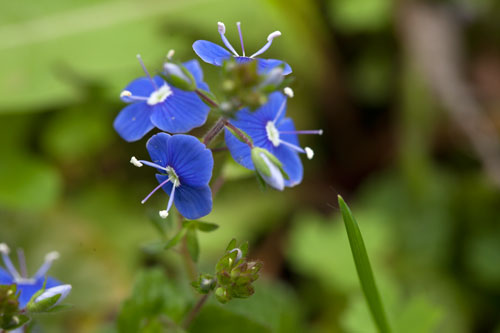 Planta de verónica persica - © Norbert Pousseur