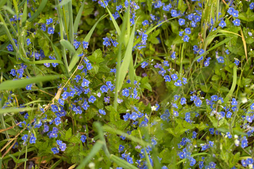 Cantero de flores de verónica - © Norbert Pousseur