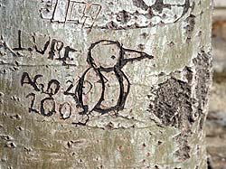oiseau, en tant que graffiti amoureux