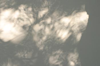 Ombre feuillue sur mur blanc - Graph’mur photographié par Norbert Pousseur ©