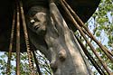 Statue en bois géante porteur de la reine du défilé - Kattenstoet 2006 - fête des chats - Ieper - Ypres - © Norbert Pousseur