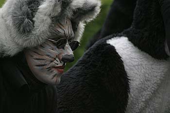 homme grimmé en chat du groupe publicitaire Malengier - Kattenstoet 2006 - fête des chats - Ieper - Ypres - © Norbert Pousseur