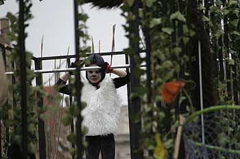 Jeune chat blanc en cage - Kattenstoet 2006 - fête des chats - Ieper - Ypres - © Norbert Pousseur